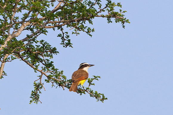 Great Kiskadee