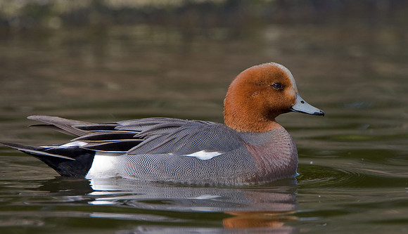Eurasian Wigeon
