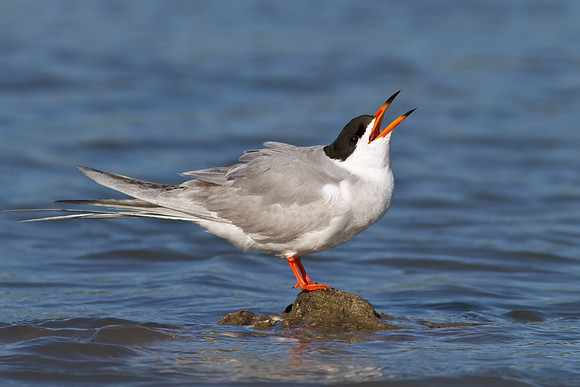 Forster's Tern