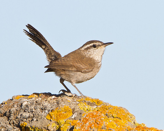 Bewick's Wren