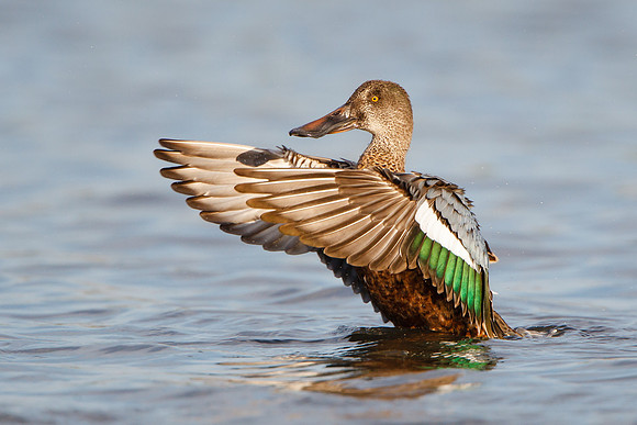 Northern Shoveler, wing flap
