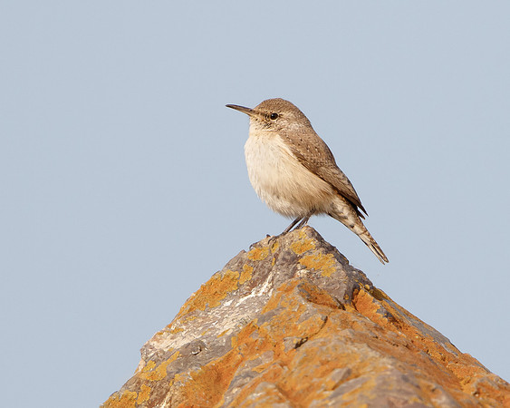 Rock Wren
