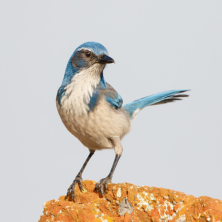 California Scrub-Jay