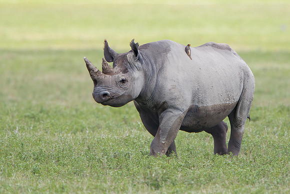 Black Rhinoceros with Oxpecker