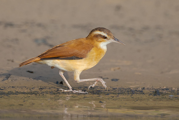 Pale-legged Hornero