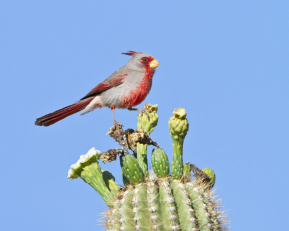 Pyrrhuloxia