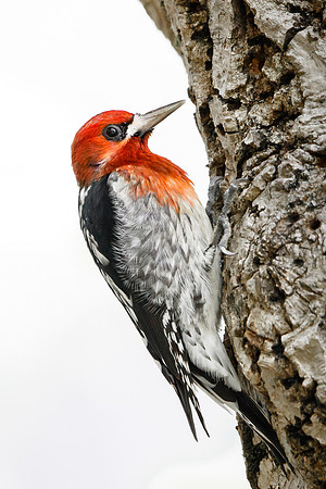 Red-breasted Sapsucker