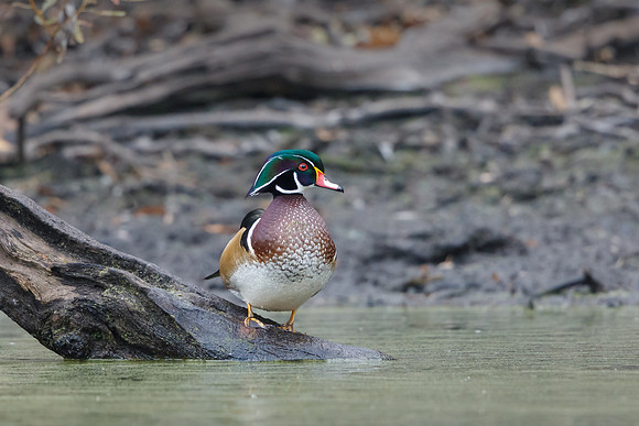 Wood Duck