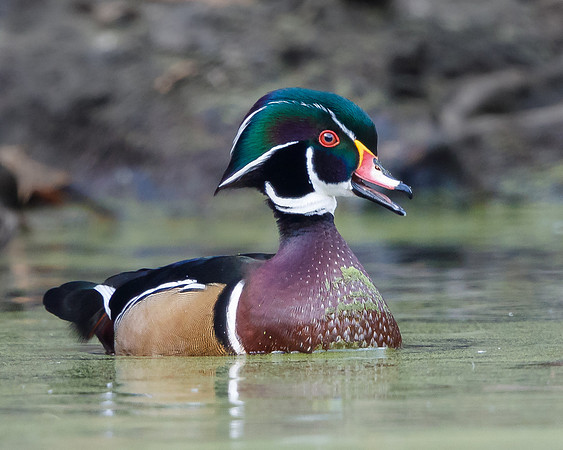 Wood Duck