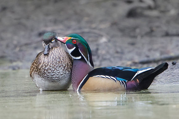 Wood Ducks, allopreening