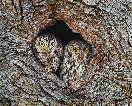 Western Screech-Owls