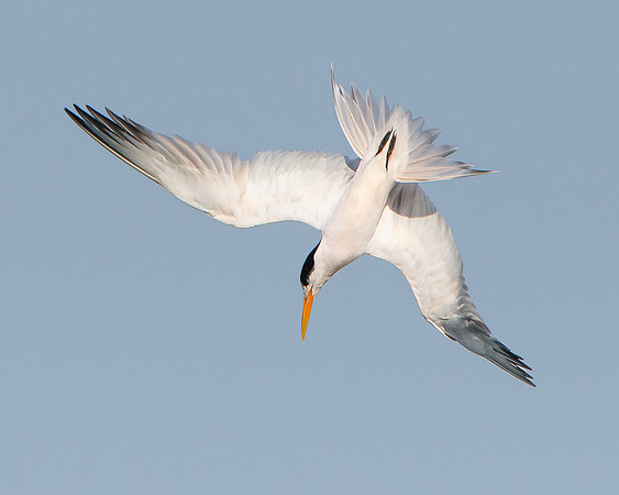 Elegant Tern, diving