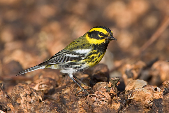 Townsend's Warbler, atop rotting Brussels sprouts
