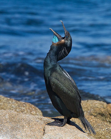 Brandt's Cormorant