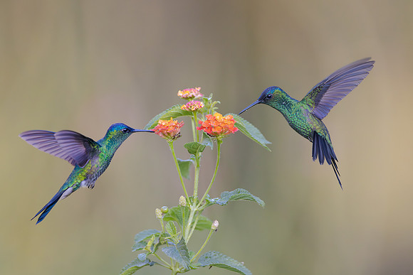 Violet-capped Woodnymph
