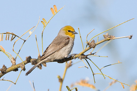 Verdin