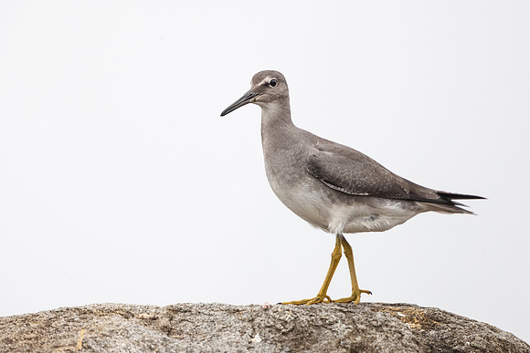 Wandering Tattler
