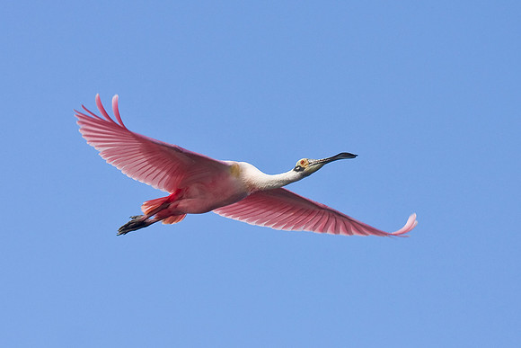 Roseate Spoonbill