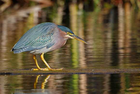 Green Heron