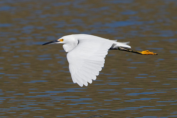Snowy Egret