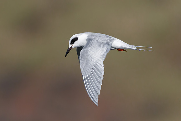 Forster's Tern, juvenile