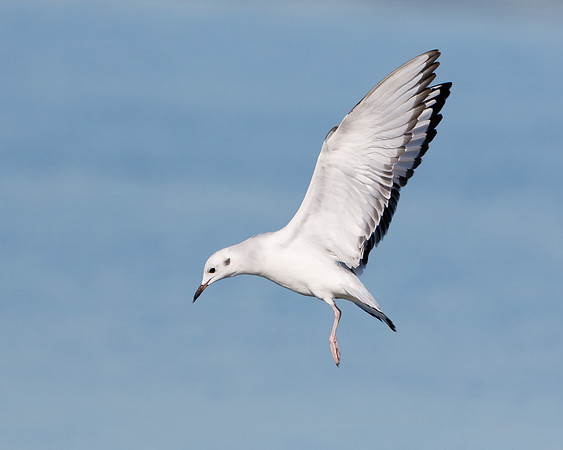 Bonapart's Gull, winter plumage