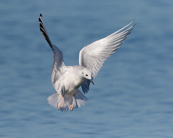 Bonapart's Gull, winter plumage