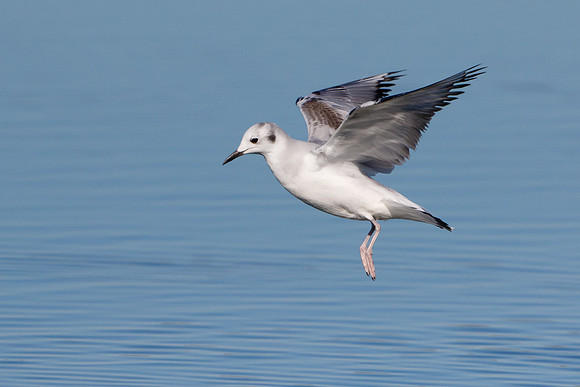 Bonapart's Gull, winter plumage