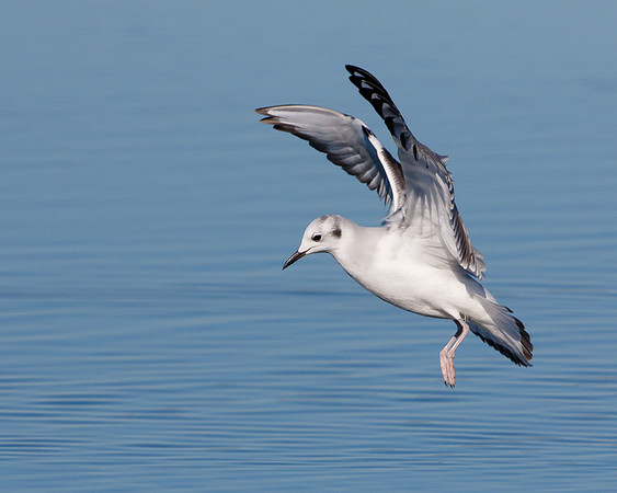 Bonapart's Gull, winter plumage