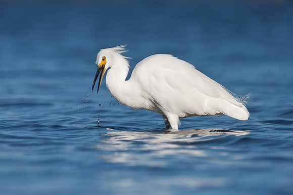 Snowy Egret