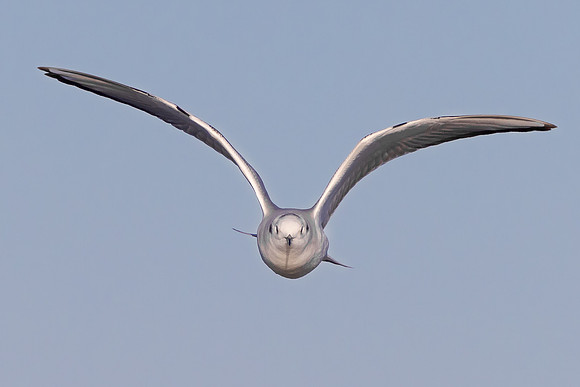 Bonaparte's Gull