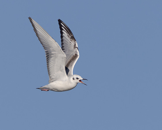 Bonaparte's Gull