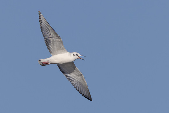 Bonaparte's Gull