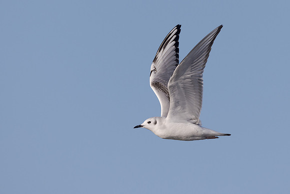 Bonaparte's Gull