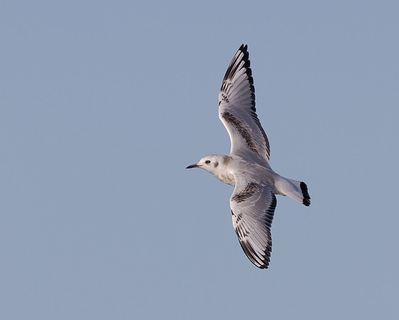 Bonaparte's Gull