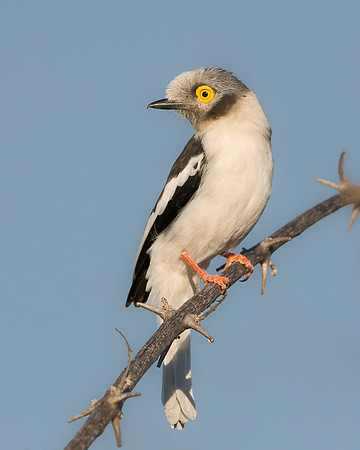 White-crested Helmet-shrike