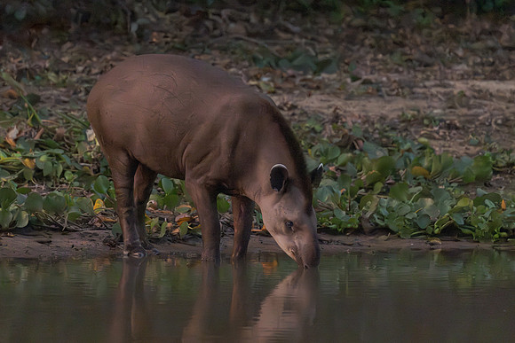 Brazilian Tapir