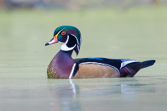 Wood Duck