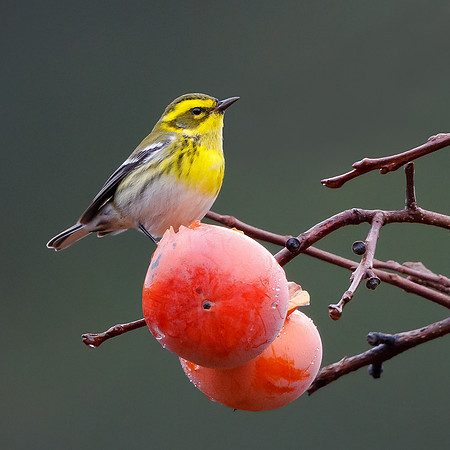 Townsend's Warbler, feeding on persimmons