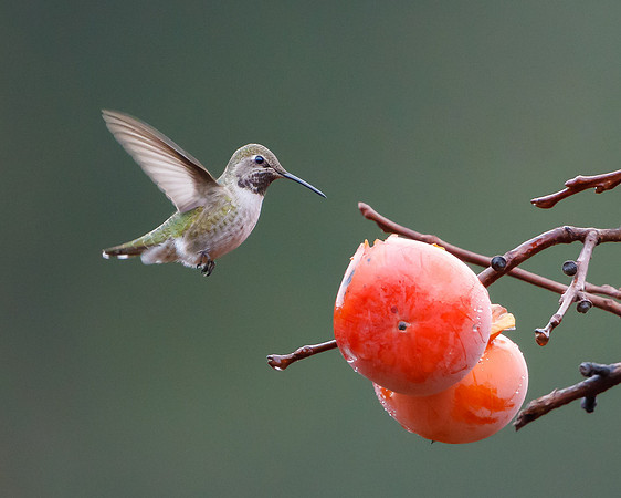Anna's Hummingbird, feeding on persimmons