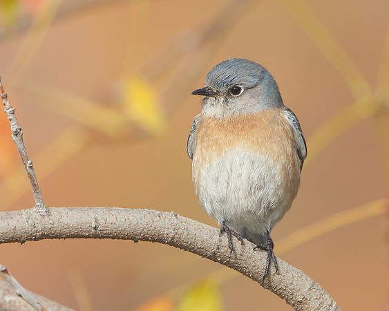 Western Bluebird