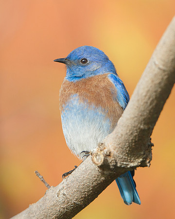 Western Bluebird