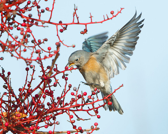Western Bluebird, feeding on pistache berries