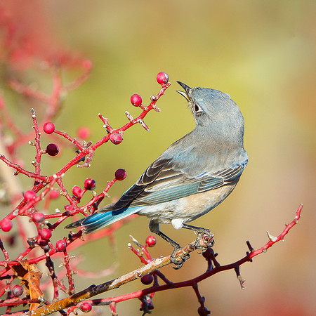 Western Bluebird, feeding on pistache berries