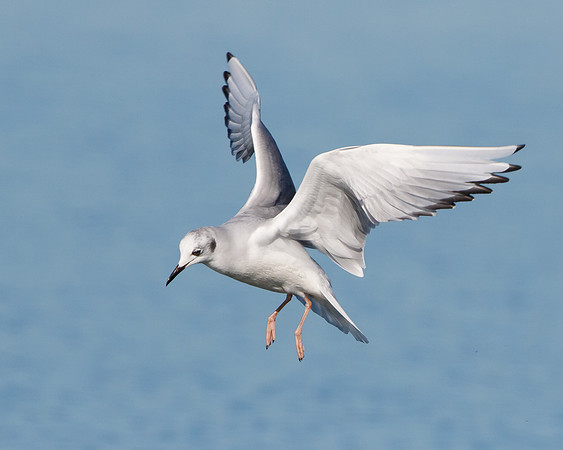 Bonapart's Gull, winter plumage