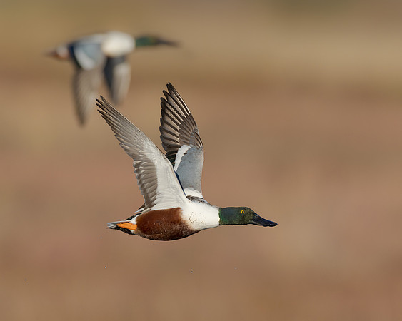 Northern Shoveler