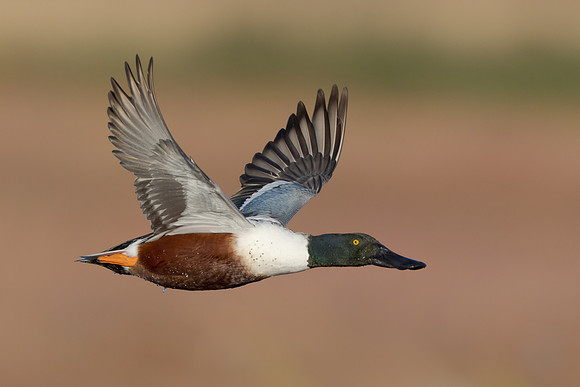 Northern Shoveler