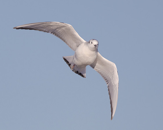 Bonaparte's Gull