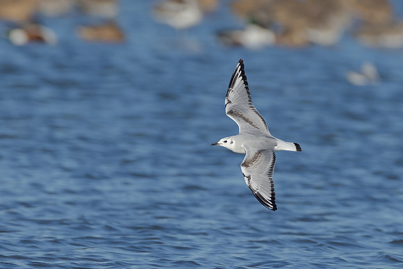 Bonaparte's Gull