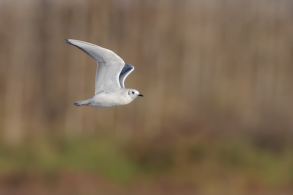 Bonaparte's Gull